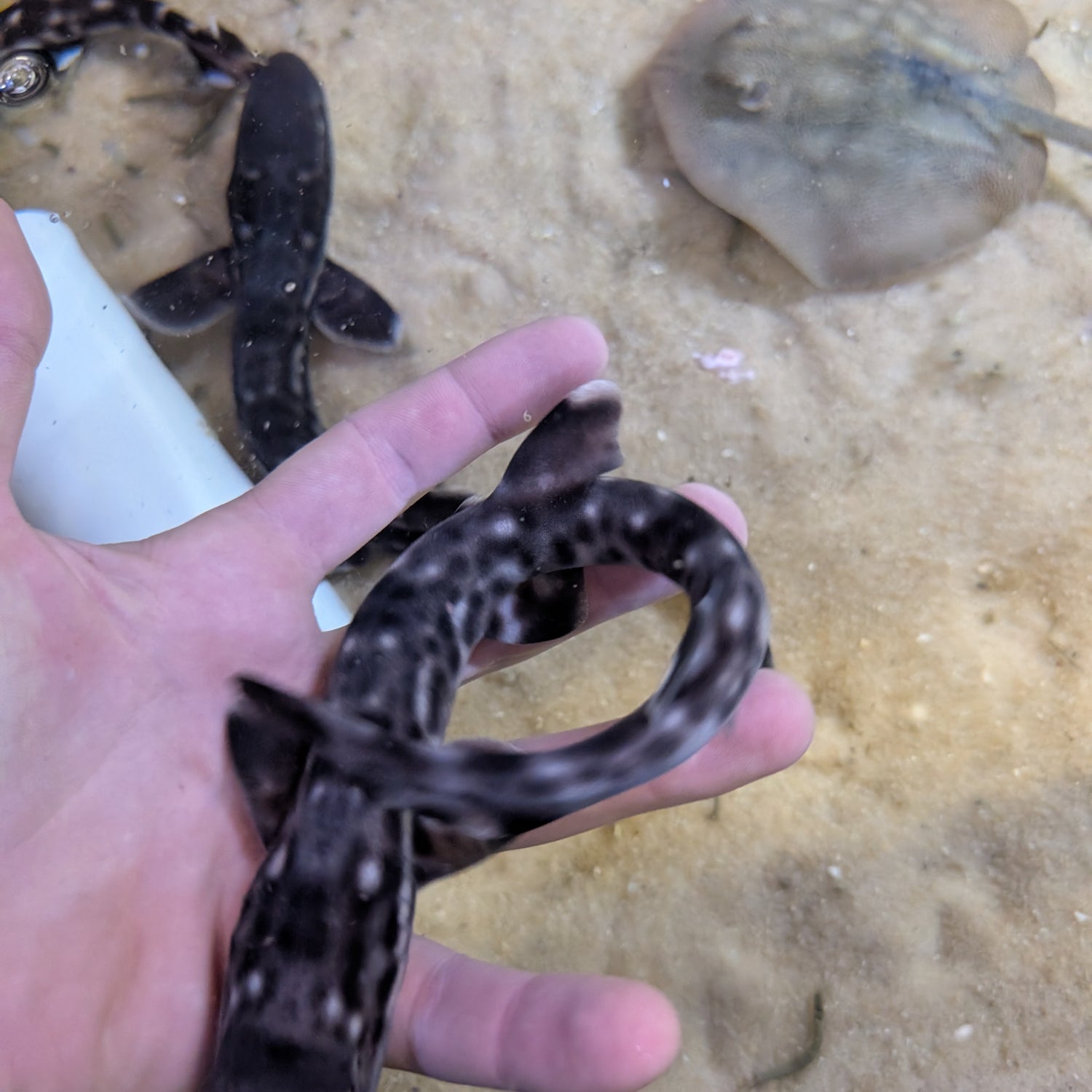 Marbled Coral Cat Shark-SM Atelomycterus marmoratus