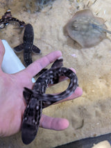 Marbled Coral Cat Shark-SM Atelomycterus marmoratus