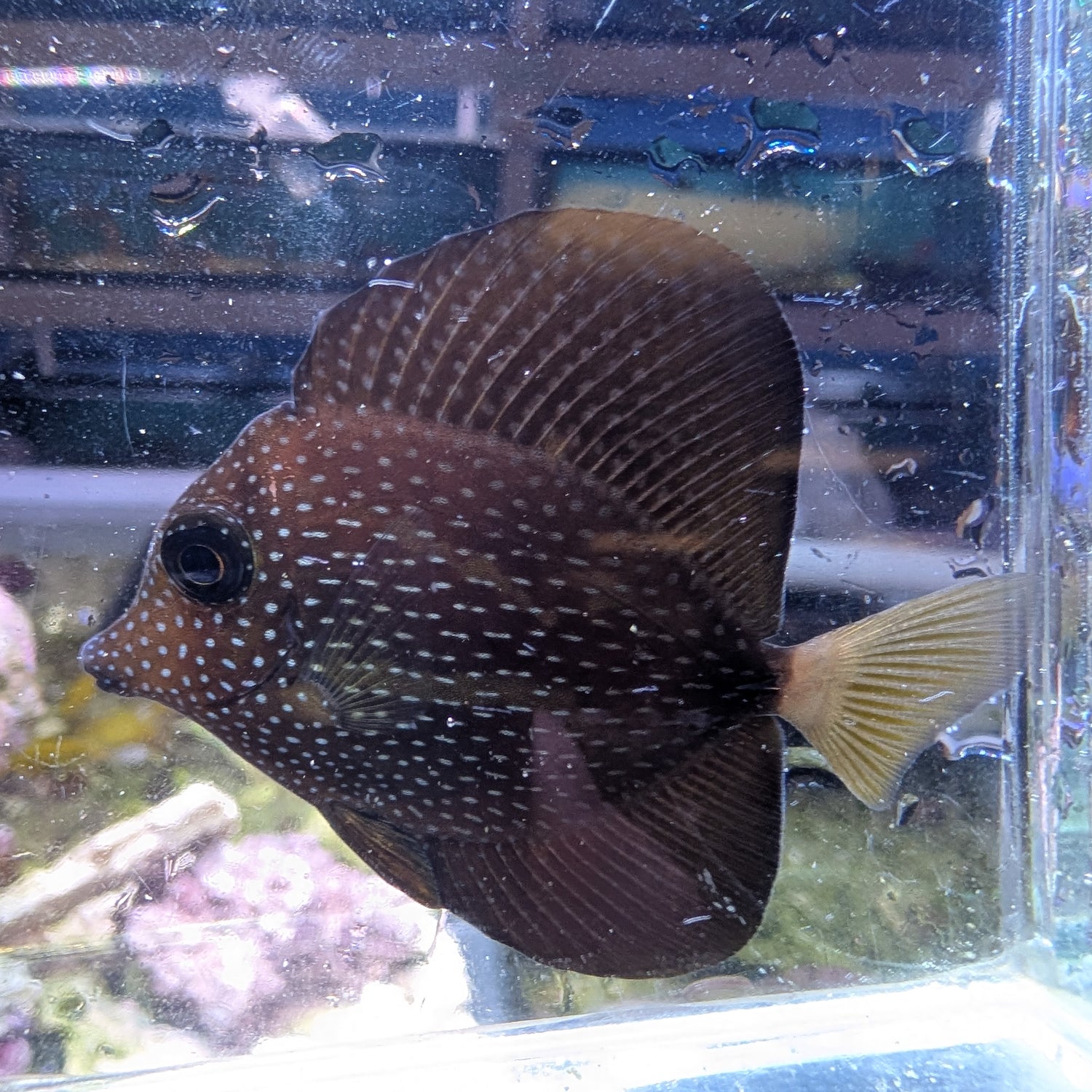 Gem tang-small