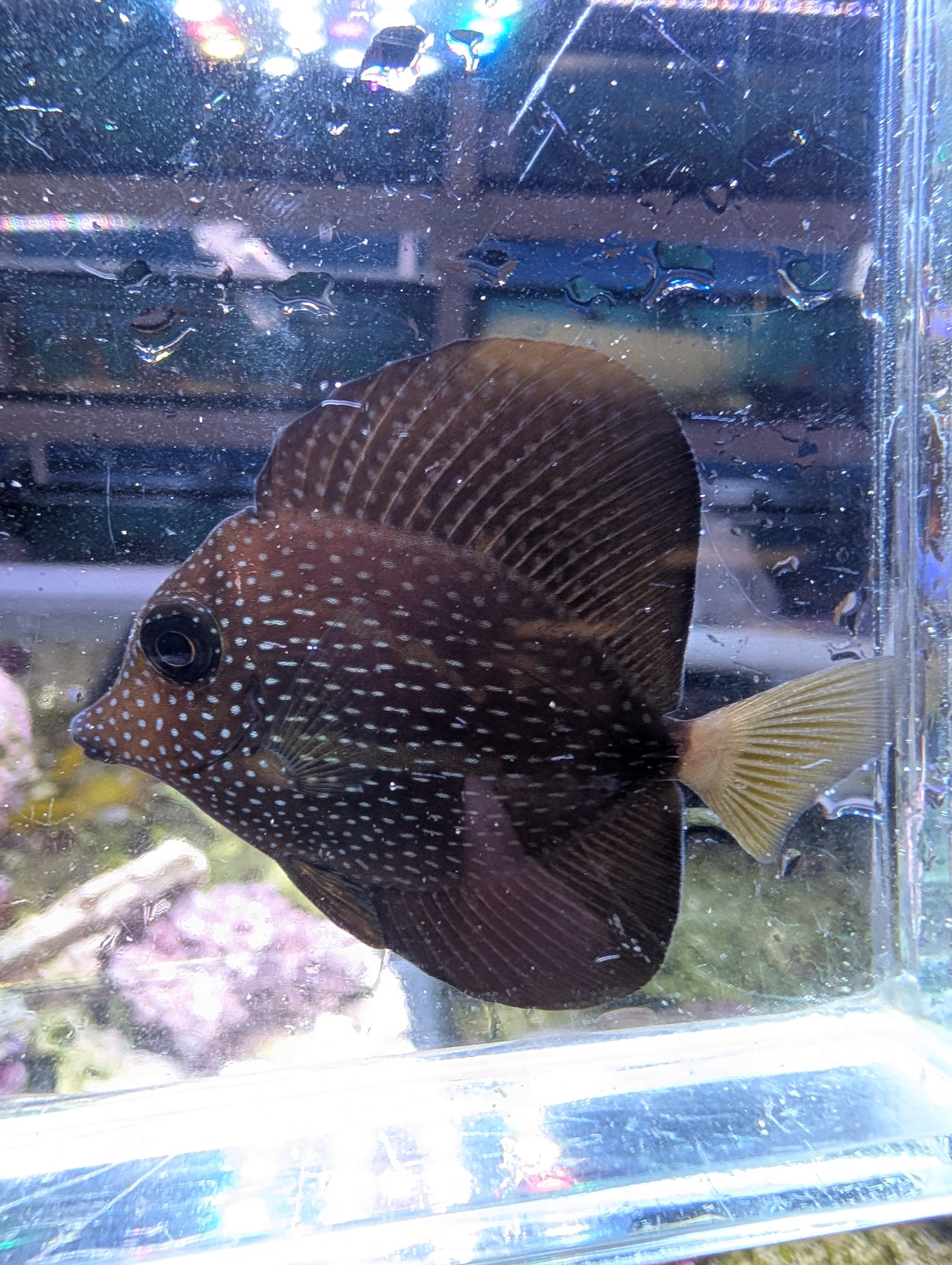 Gem tang-small