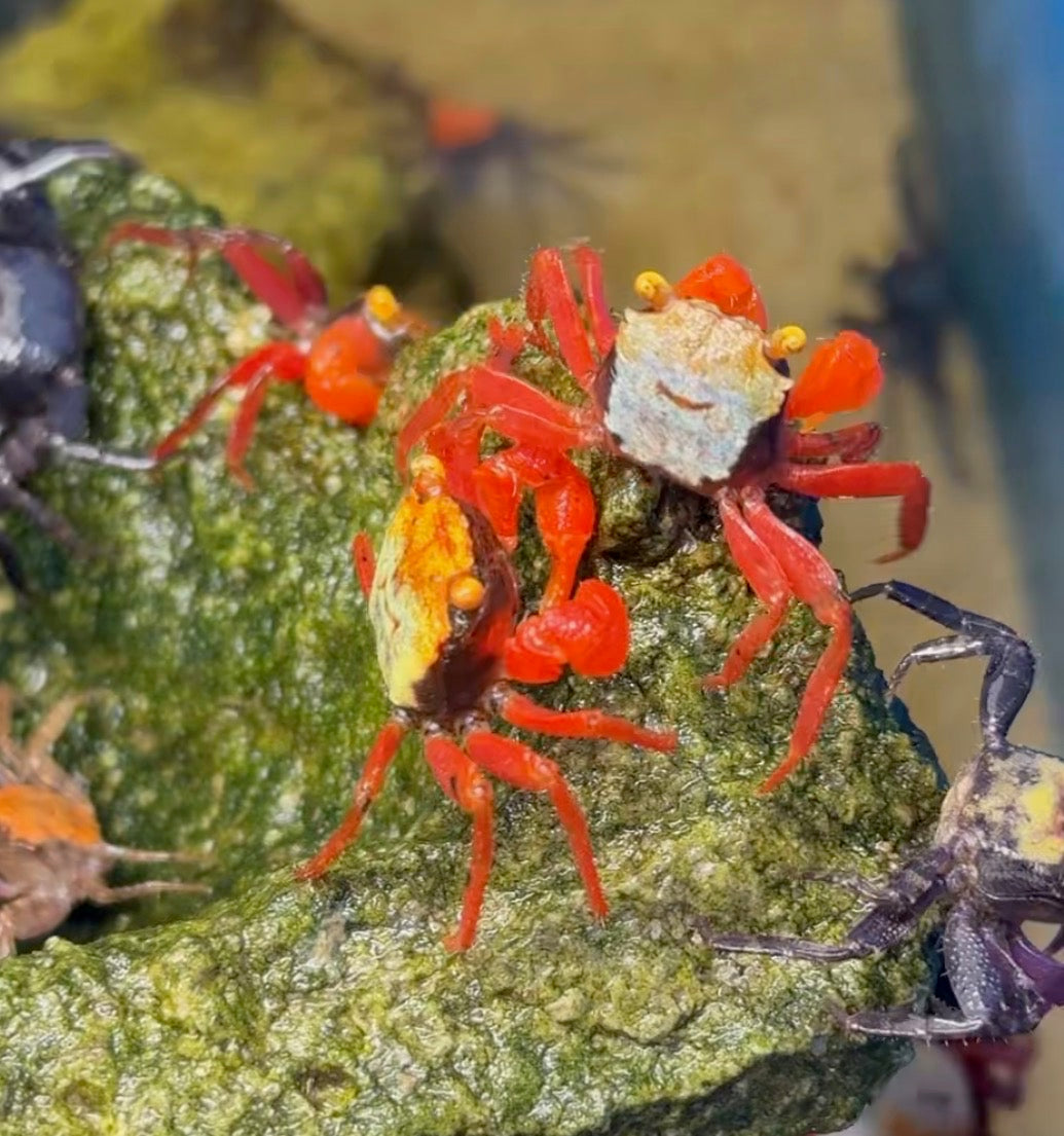 Vampire crabs