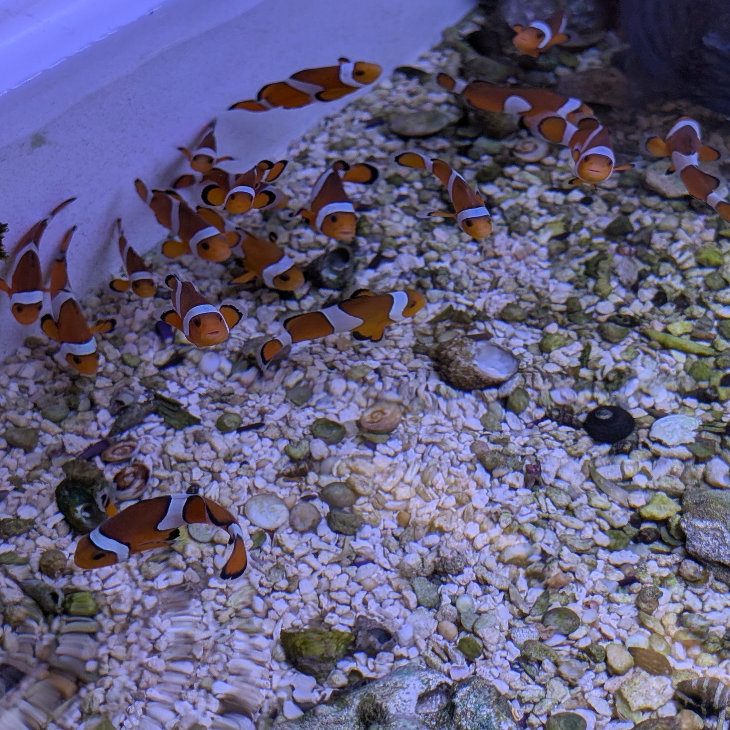 Ocellaris clownfish