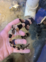 Bamboo Shark-small