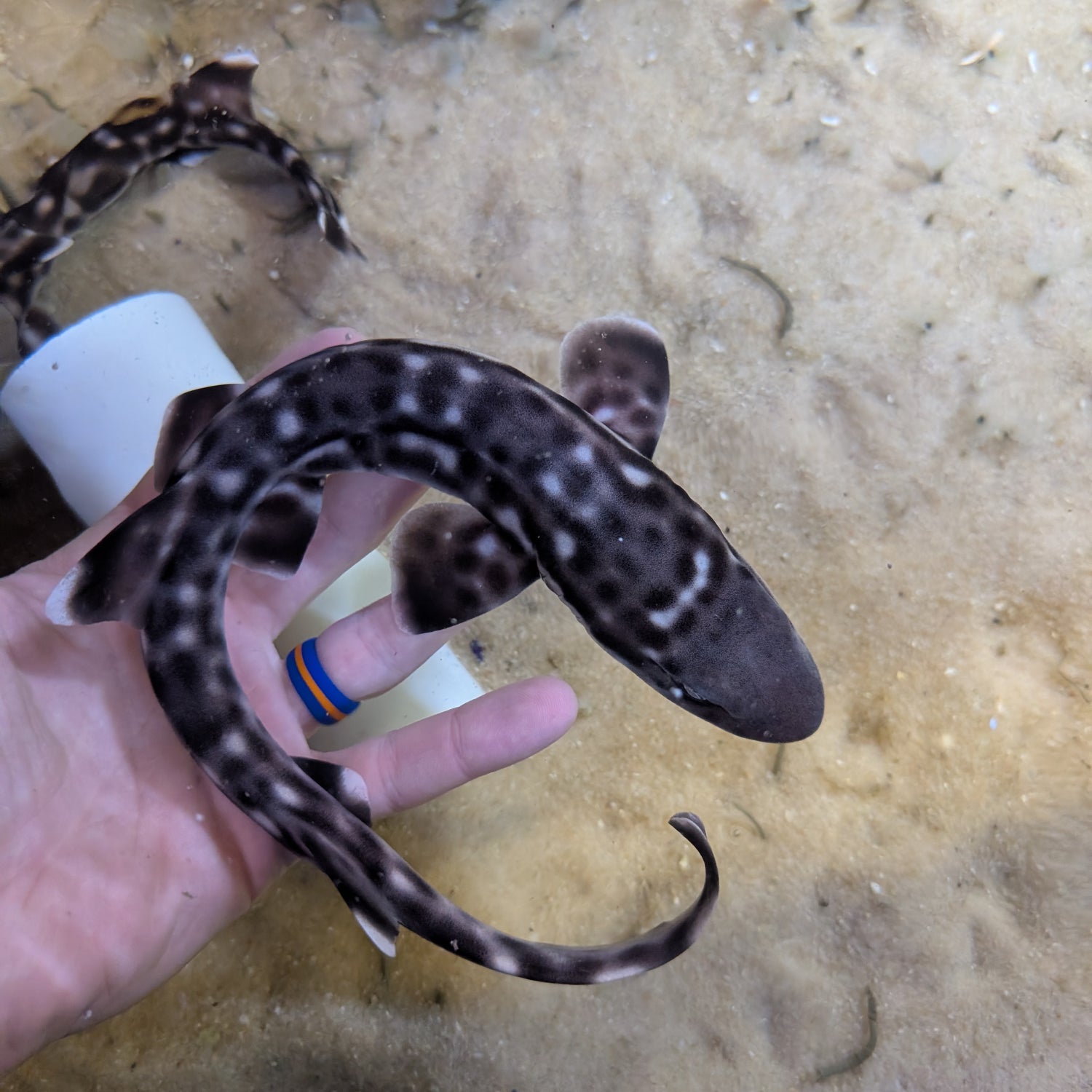 Marbled Coral Cat Shark-SM Atelomycterus marmoratus