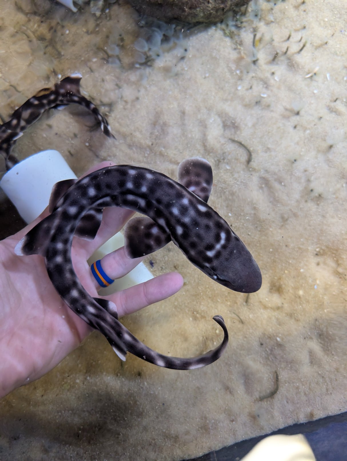 Marbled Coral Cat Shark-SM Atelomycterus marmoratus