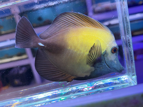 Blue face Koi Scopas tang #1