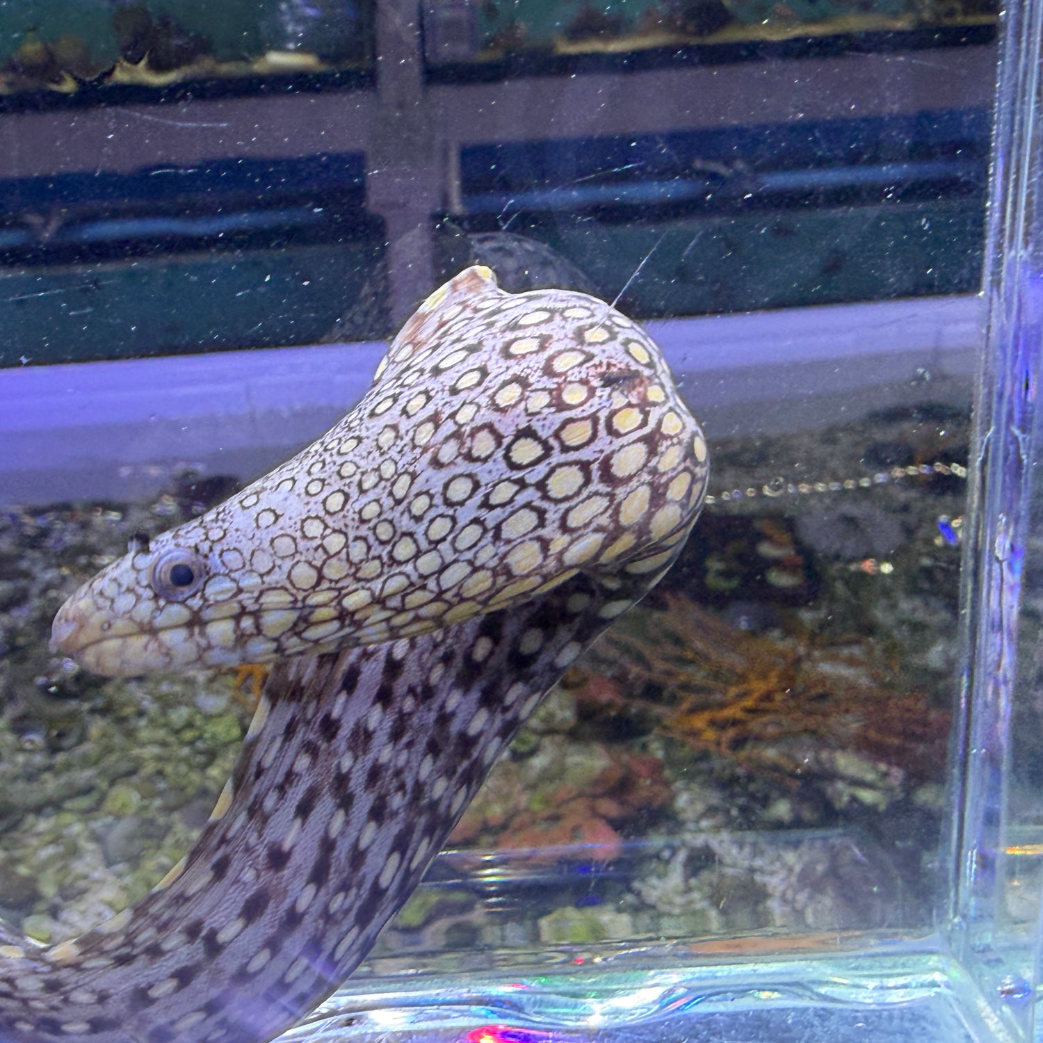 Mexican dragon eel