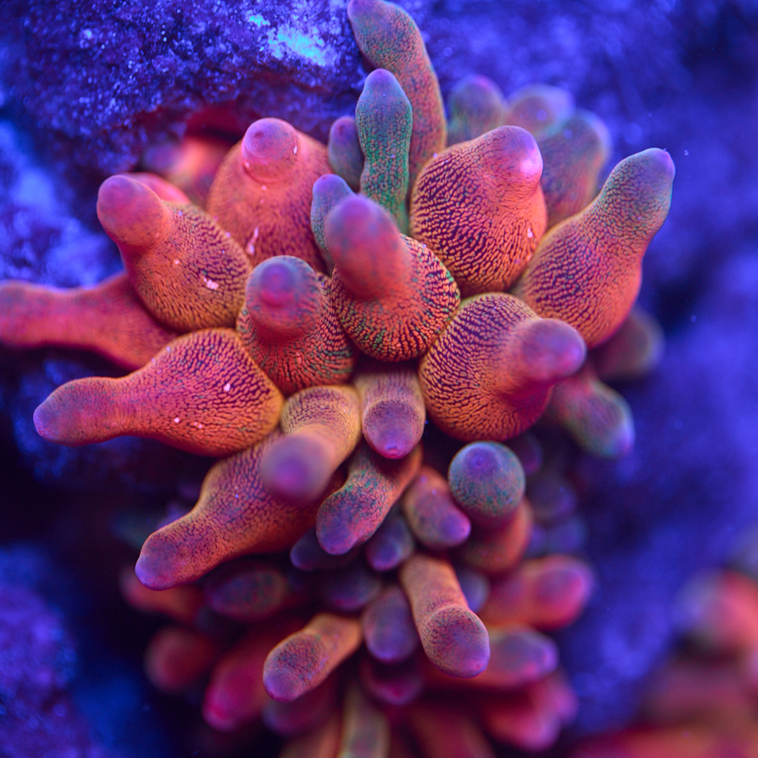 Rainbow Bubble Tip Anemone