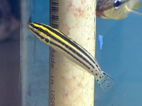 Striped Blenny Fish