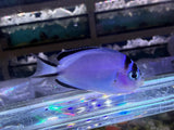 Watanabei Angelfish