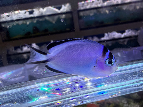 Watanabei Angelfish