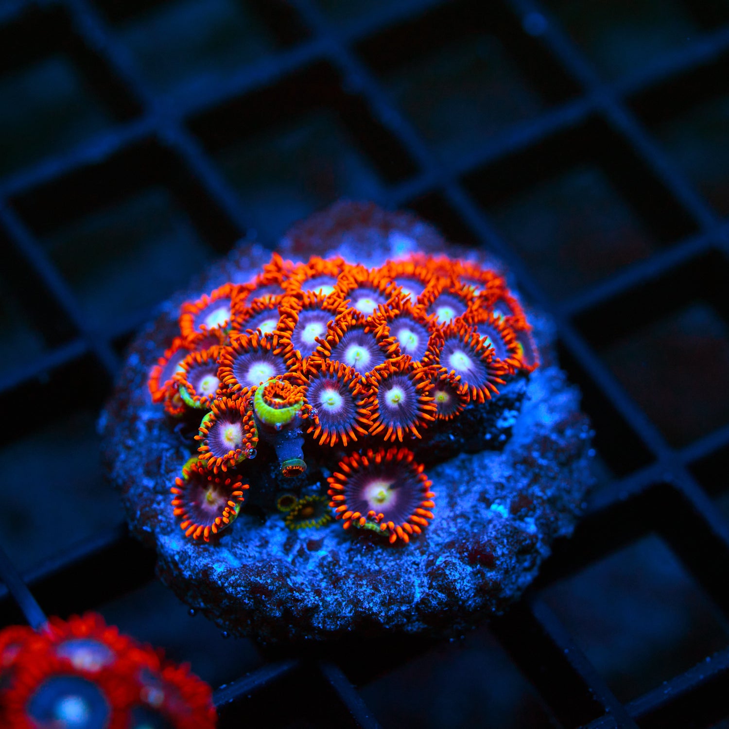 Inferno Zoanthid Colony – WYSIWYG High-Impact Zoa Frag