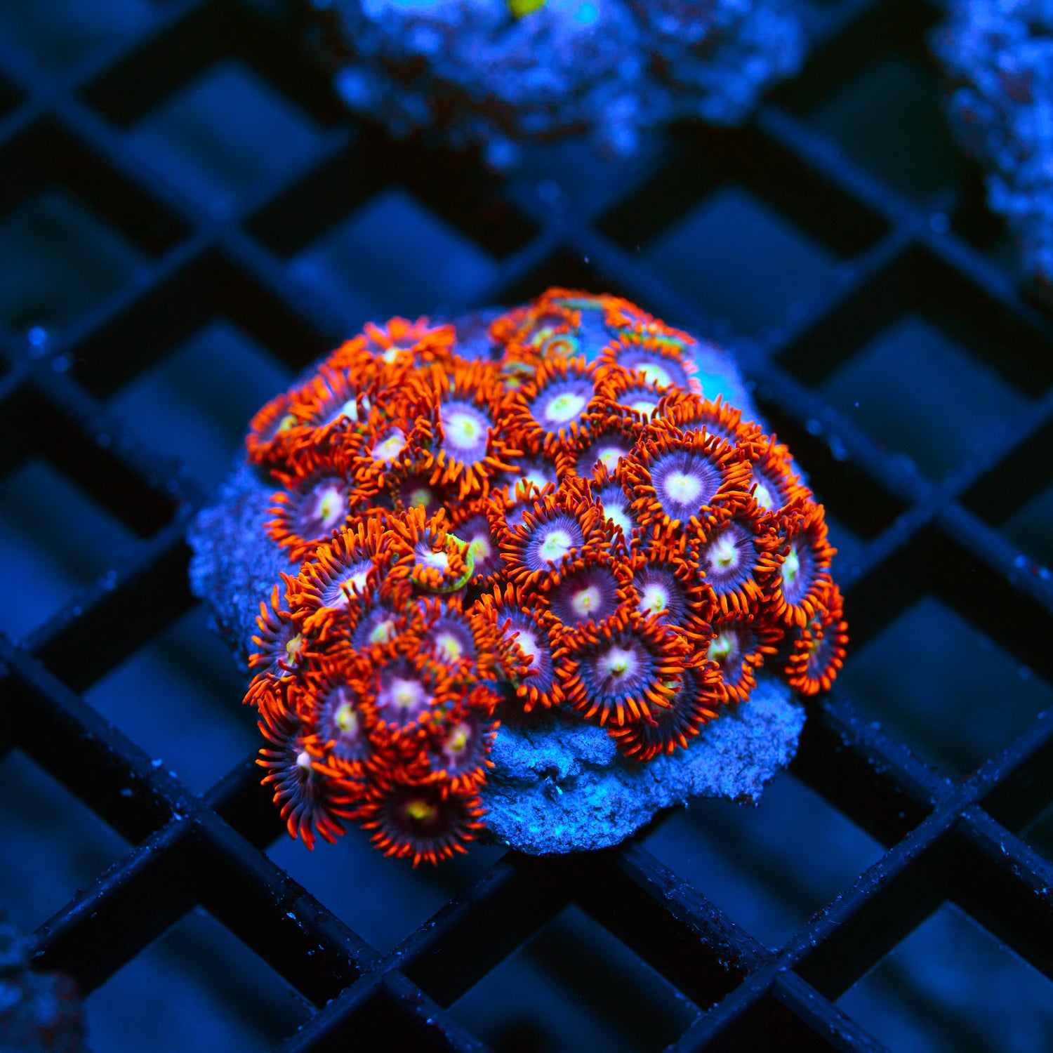 Inferno Zoanthid Colony – WYSIWYG High-Impact Zoa Frag