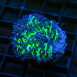 Green Hairy Mushroom