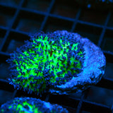 Green Hairy Mushroom
