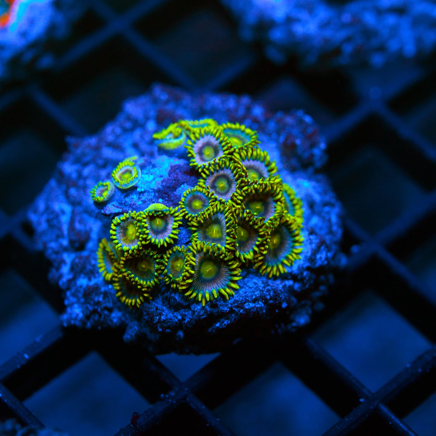 Zoanthid Colony – WYSIWYG Neon Zoa Frag