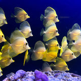 Yellow Tang Captive Bred