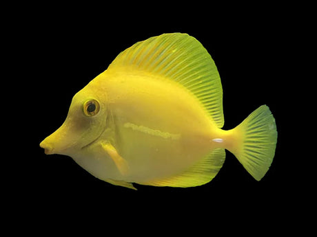 Yellow Tang Fish