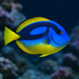 Yellow Belly Hippo Tang