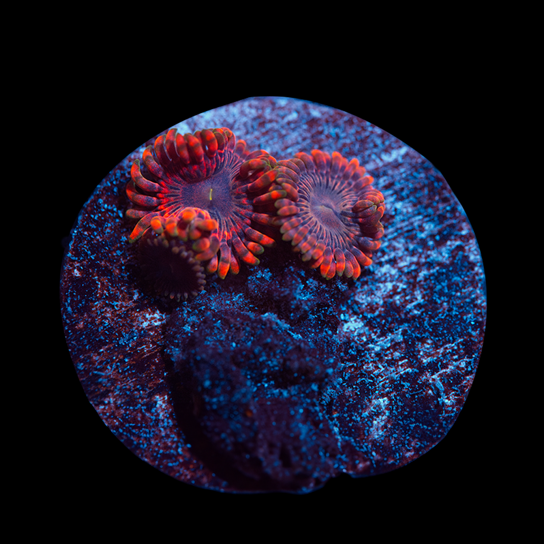 Fairy Farts Zoanthid